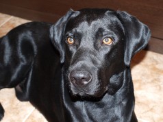 Fotos de perros