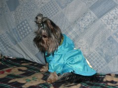 Fotos de perros