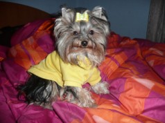 Fotos de perros