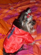 Fotos de perros