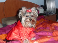 Fotos de perros