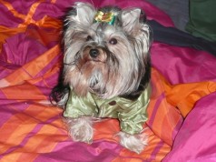 Fotos de perros