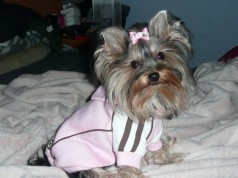 Fotos de perros