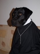 Fotos de perros