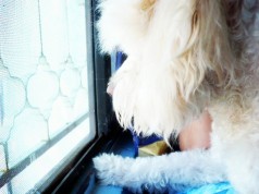 Fotos de perros