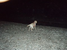Fotos de perros