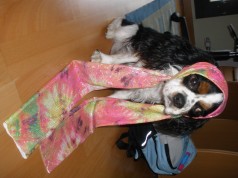 Fotos de perros