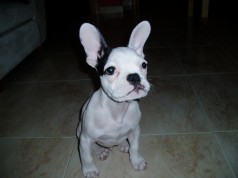 Fotos de perros