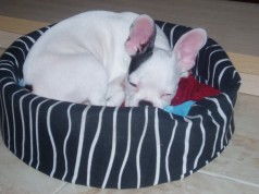 Fotos de perros