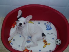 Fotos de perros
