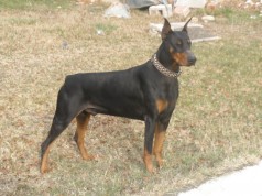 Fotos de perros