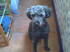 Fotos de perros