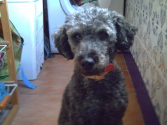 Fotos de perros