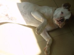 Fotos de perros