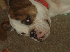 Fotos de perros