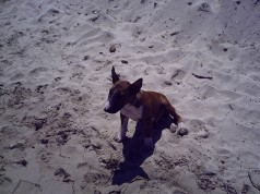 Fotos de perros