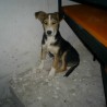 Pancho