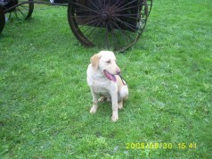 Fotos de perros