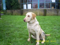 Fotos de perros