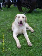 Fotos de perros