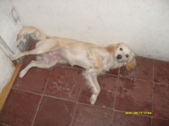 Fotos de perros
