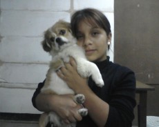 Fotos de perros