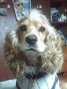 Fotos de perros