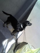 Fotos de perros