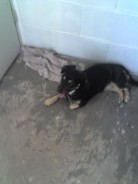 Fotos de perros