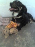 Fotos de perros
