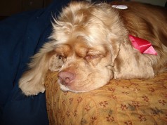 Fotos de perros