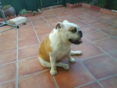 Fotos de perros