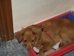 Fotos de perros