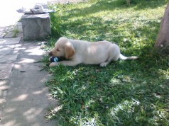 Fotos de perros