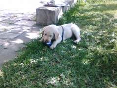 Fotos de perros