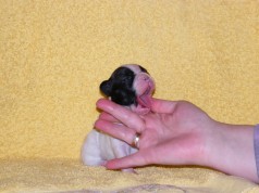 Fotos de perros