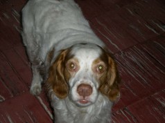 Fotos de perros