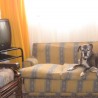 kisi