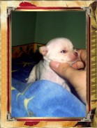 Fotos de perros