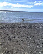 Fotos de perros