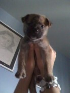 Fotos de perros