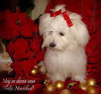 Fotos de perros