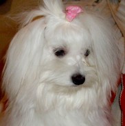 Fotos de perros