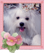 Fotos de perros