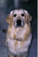 Fotos de perros