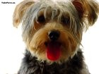 Fotos de perros