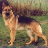 bacic