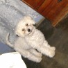Tobby