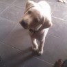 yordi