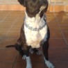 GOLIAT